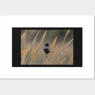 Subtle red winged blackbird Posters and Art